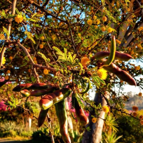 Acacia smallii Seeds - "Sweet Acacia"