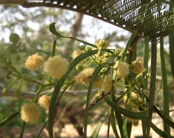 Acacia stenophylla Seeds - "River Cooba", "Shoestring Wattle" - Hardy Australian Tree - Fast Growing - Nitrogen Fixing - Flowering