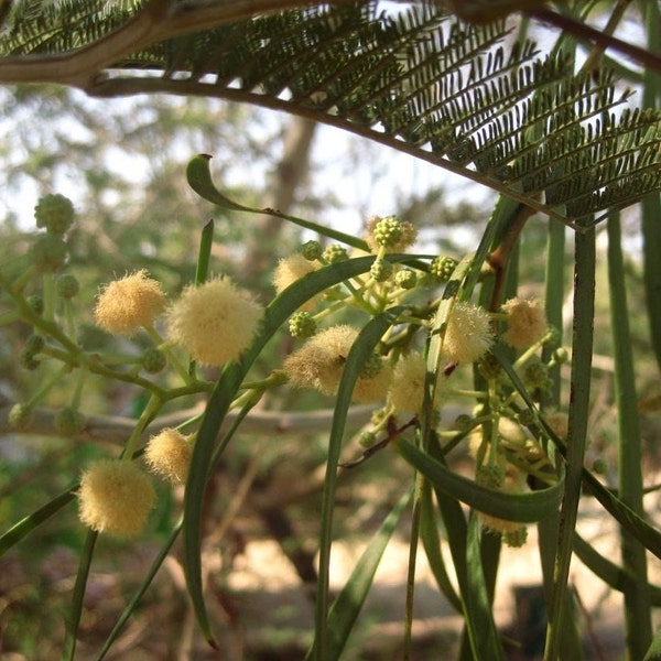 Acacia stenophylla Seeds - "River Cooba", "Shoestring Wattle" - Hardy Australian Tree - Fast Growing - Nitrogen Fixing - Flowering