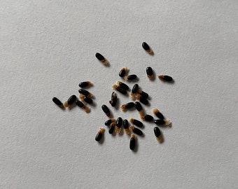 Acacia verticillata seeds - Prickly Moses - Cold and Drought Hardy Wattle - Adaptable to Flooding