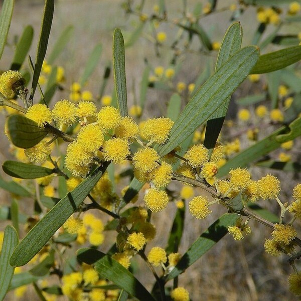 Acacia trineura Seeds - "Three Nerved Wattle" - Native Australian Shrub/Tree