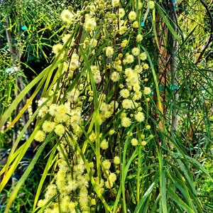 Acacia cognata 'Lime Magik' (tree) Seeds