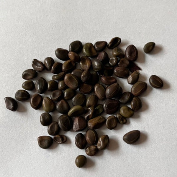 Acacia cavenia Seeds - "Espinillo" - South American Thorn Tree