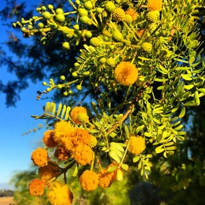 100 count Acacia Seed Mix - Multiple Varieties(decurrens, saligna, melanoxylon, More!!!) Mixed Seeds For Fun