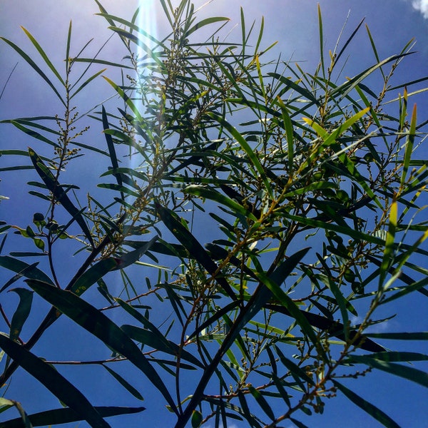 Acacia jennerae Seeds - "Coonavittra Wattle" - Australian Evergreen Shrub/Tree - Blooms for Many Months of The Year!