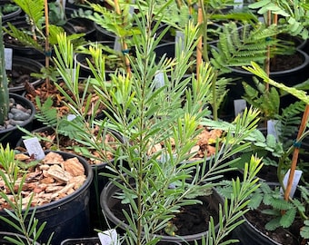 LIVE Acacia boormanii 1-gallon plant - "Snowy River Wattle" - Australian Evergreen Shrub - Yellow/Golden Flowers in Winter and Spring
