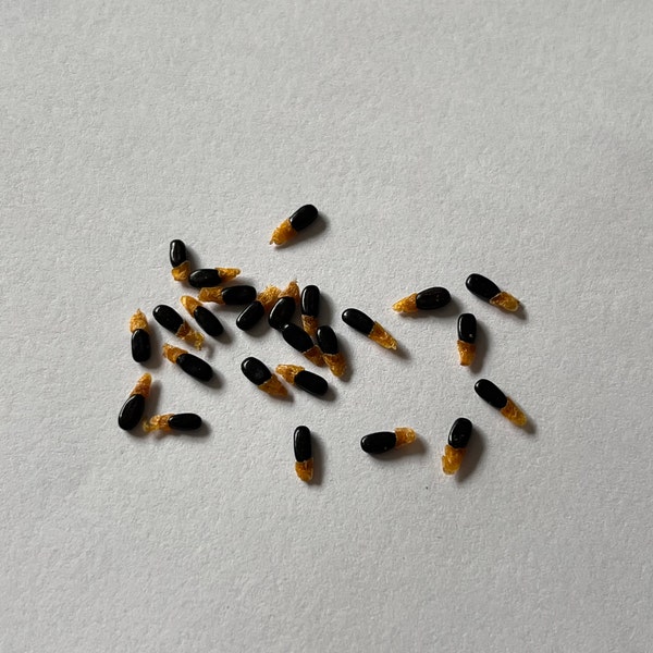 Acacia colei var. colei seeds - "Soap Wattle",