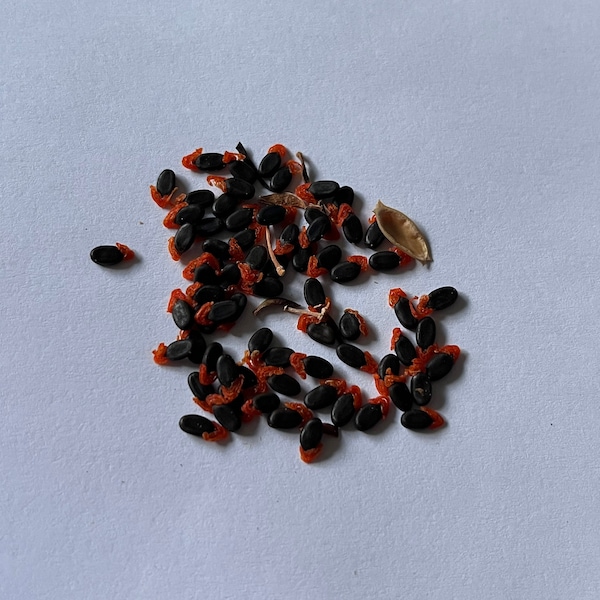 Acacia ligulata Seeds - "Small Cooba", "Pitchuri" - Australian Shrub or Small Tree