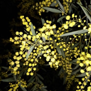 Acacia prominens Seeds - &quot;Golden Rain Wattle&quot; - Australian Evergreen Tree/Shrub Seeds