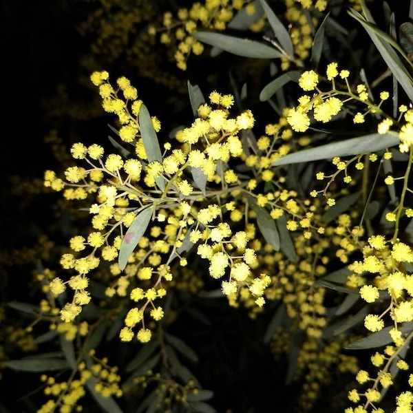 Acacia prominens Seeds - "Golden Rain Wattle" - Australian Evergreen Tree/Shrub Seeds