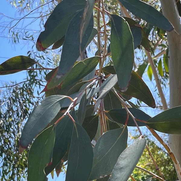 Eucalyptus Tree Seeds Variety Pack (10 Species) - Australian Evergreen Tree Seeds