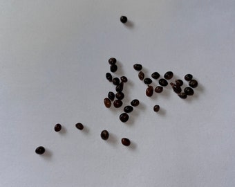 Acacia victoriae Seeds - "Bardi Bush", "Elegant Wattle", "Gundabluey", "Gundabluie" - Cold Hardy/Drought Hardy Evergreen Wattle