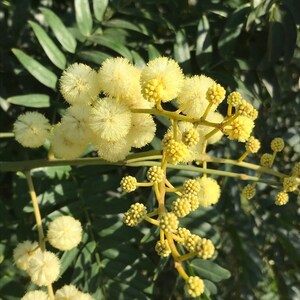 Acacia elata Seeds - &quot;Cedar Wattle&quot; - Australian Evergreen Tree