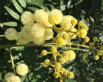 Acacia elata Seeds - "Cedar Wattle" - Australian Evergreen Tree