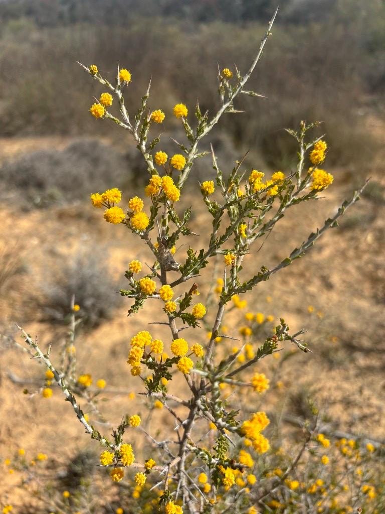 Acacia acanthoclada subsp. acanthoclada Seeds - ‘Harrow Wattle’