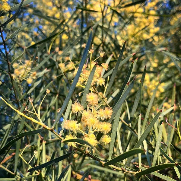 Acacia iteaphylla Seeds - "Willow-Leaved Wattle", "Winter Wattle", "Flinders Range Wattle"