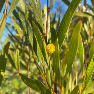 Acacia cyclops seeds - &quot;Western Coastal Wattle&quot; - Fast Growing Yellow Flowering Evergreen Australian Shrub/Tree
