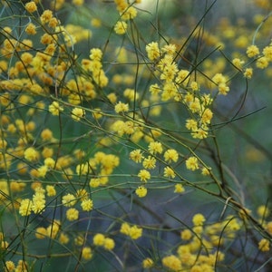 10 Acacia gracilifolia seeds - &quot;Graceful Wattle&quot; - Rare Australian Evergreen Shrub