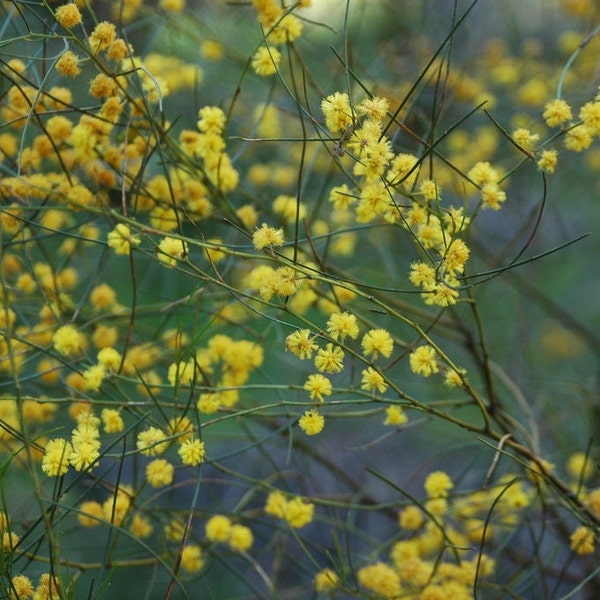 10 Acacia gracilifolia seeds - "Graceful Wattle" - Rare Australian Evergreen Shrub