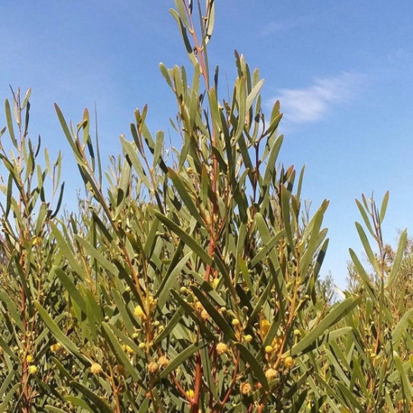 Acacia cyclops seeds - "Western Coastal Wattle" - Fast Growing Yellow Flowering Evergreen Australian Shrub/Tree