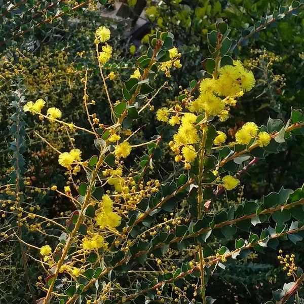 Acacia pravissima seeds - "Oven's Wattle" - Hardy Zone 8