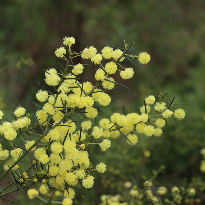 Acacia Genistifolia Seeds -
