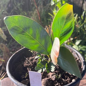 LIVE Acacia pycnantha ‘Golden Wattle’ 1 gallon potted plant