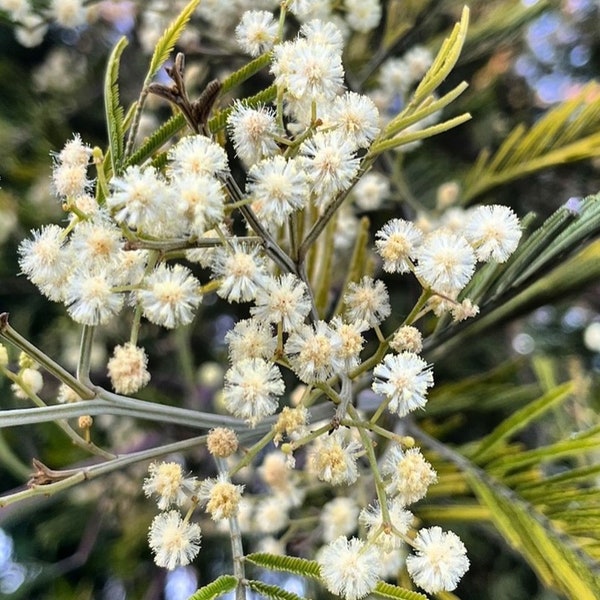 Acacia mearnsii seeds - "Black Wattle" - Fast Growing Australian Evergreen Tree