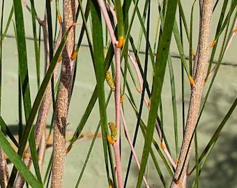 Acacia acuminata Narrow Phyllode Variety Seeds - &#39;Raspberry Jam&#39;