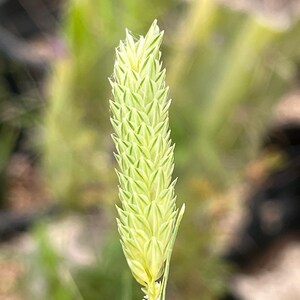 Phalaris truncata Seeds - &quot;Truncated Canary Grass&quot;