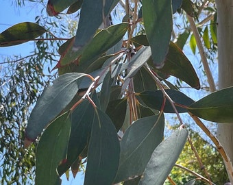 Eucalyptus lacrimans Seeds - "Weeping Snow Gum" - Hardy Australian Evergreen Tree