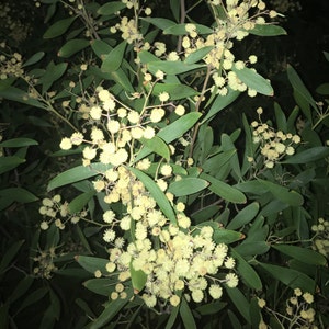 Acacia melanoxylon Seeds - &quot;Blackwood&quot;, &quot;Hickory Wattle&quot; - Organic Australian Evergreen Tree Seeds