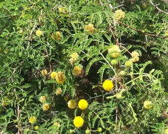 Acacia constricta seeds - Cat Claw White Thorn - Native Southwestern Acacia