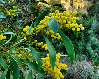 Acacia pycnantha Seeds - &quot;Golden Wattle&quot; - Australian Evergreen Tree