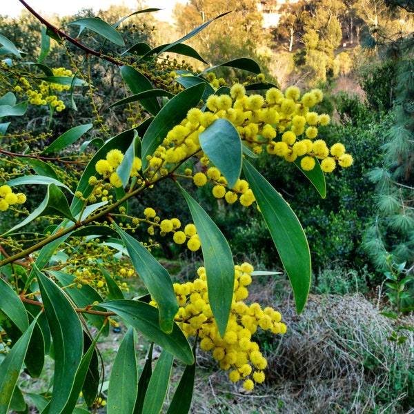 Acacia pycnantha Seeds - "Golden Wattle" - Australian Evergreen Tree