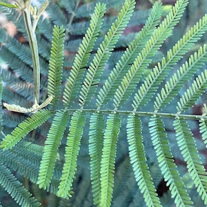 Acacia dealbata Seeds - "Silver Wattle" - Hardy Zone 8 - Fast Growing Drought and Frost Tolerant - 50,75,100 seed packs
