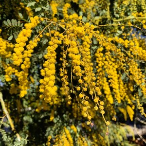 May include: A close-up of a branch of yellow mimosa flowers. The flowers are in clusters and hang down from the branch. The background is blurred and green.