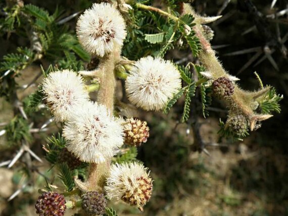Graines Acacia Terminalis - 10x - Arbuste Australien - Jardin, Terrasse - Hauteur Jusqu'à 6 M - Plante Mellifère - 3