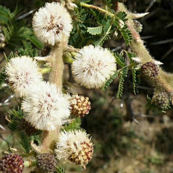 Acacia abyssinica seeds - "Flat top Acacia" - Rare African Tree