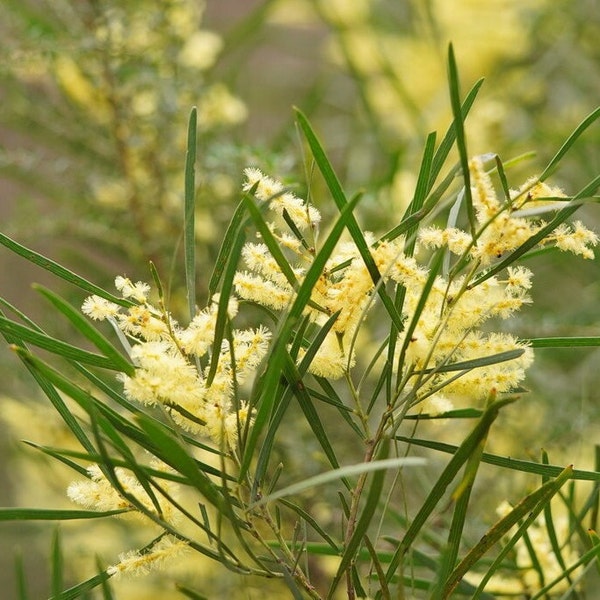 Acacia mucronata subsp. longifolia Seeds - "Variable Sallow Wattle" - Southeastern Australian Evergreen Shrub