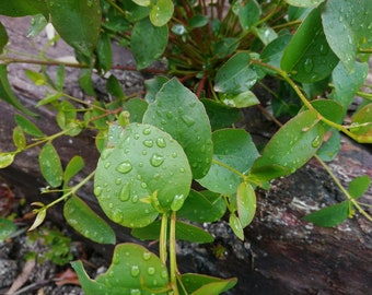 Eucalyptus brookeriana seeds - "Brooker's Gum" (seeds in chaff)