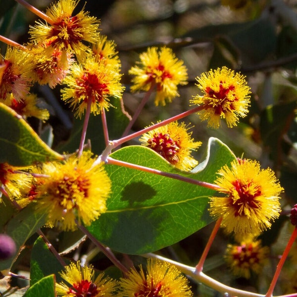 10 Acacia inaequilatera seeds - "Kanyji Bush"