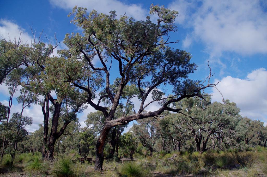 Jarrah Tree Seeds