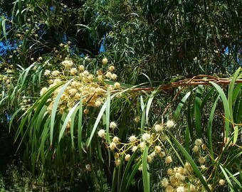 10 Acacia implexa seeds - "Lightwood" - Evergreen Australian Tree