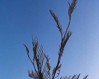 Legume and Grass Companion Plant Mix - Acacia, Desmanthus, Phalaris
