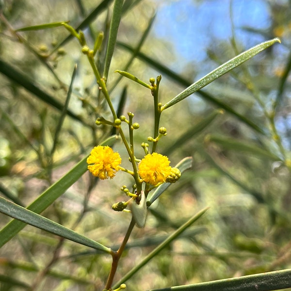 Acacia warramaba seeds - Rare Western Australian evergreen shrub