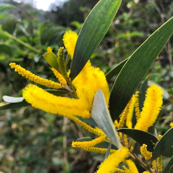 Acacia blakei seeds - "Wollomombi Wattle" - Australian Evergreen Tree Seeds