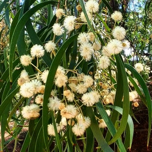 Acacias Native To Tasmania/Southeast Australia Seed Pack - 20 species - Cold/Temperate Hardy Wattle Seeds