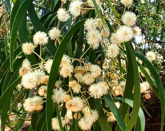 Acacias Native To Tasmania/Southeast Australia Seed Pack - 20 species - Cold/Temperate Hardy Wattle Seeds