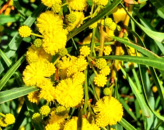 Acacia saligna seeds - "Coojong" - Australian Evergreen Shrub/Tree